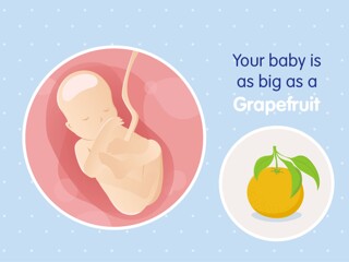 pregnancy-belly-fetal-development-week-19
