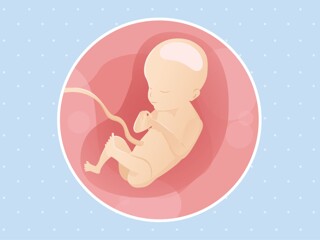 pregnancy-belly-fetal-development-week-21