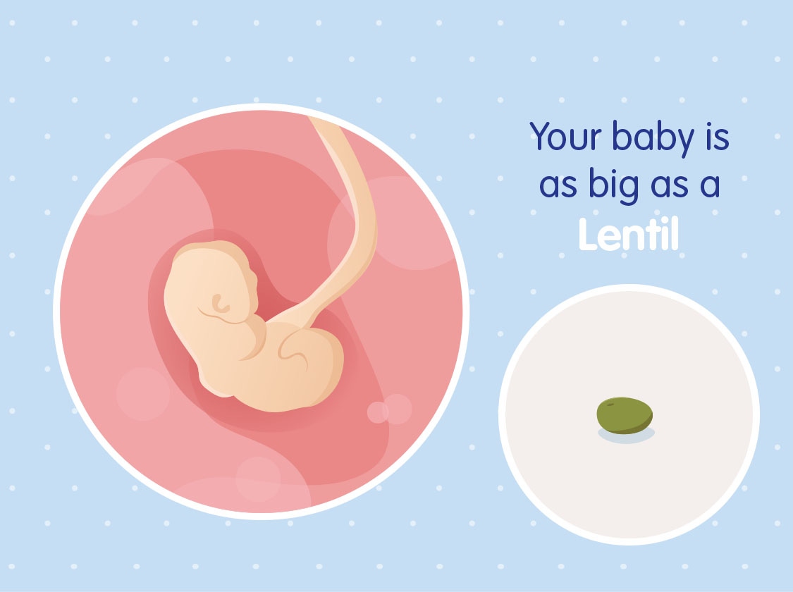 Gedragen Consumeren Verlichting 4-week pregnant: baby development and diet | Nestlé Baby&Me
