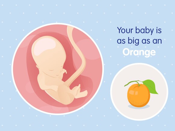pregnancy-belly-fetal-development-week-14