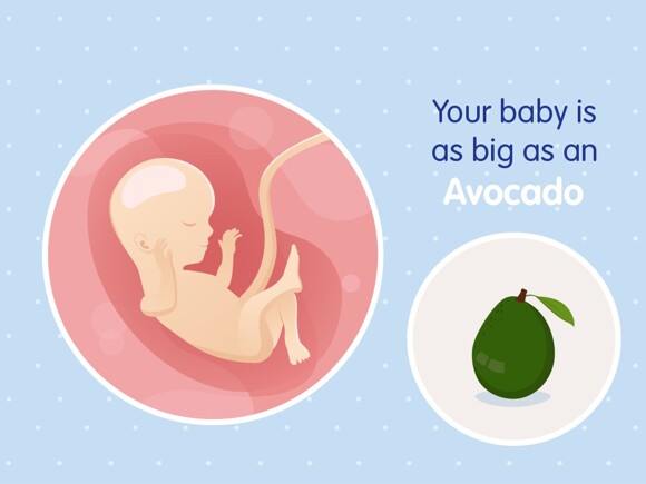pregnancy-belly-fetal-development-week-16