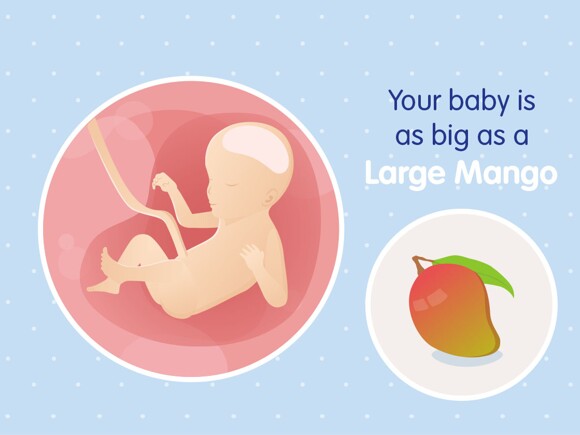 pregnancy-belly-fetal-development-week-23