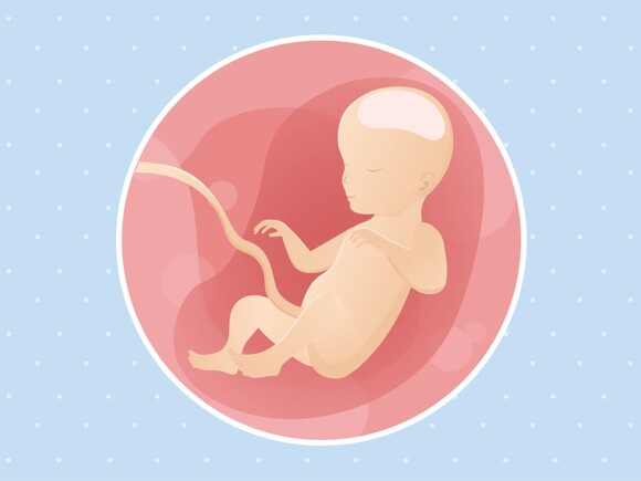 pregnancy-belly-fetal-development-week-26
