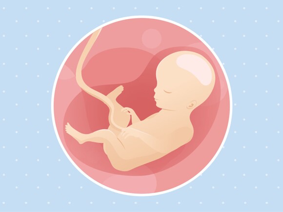 pregnancy-belly-fetal-development-week-27