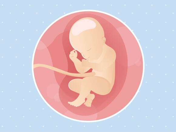 pregnancy-belly-fetal-development-week-31