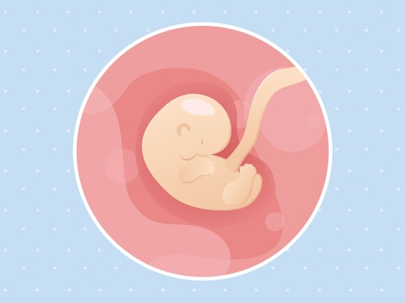 pregnancy-belly-fetal-development-week-6