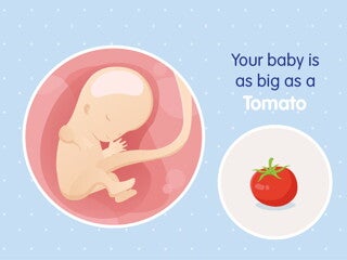 pregnancy-belly-fetal-development-week-11 pregnancy-belly-fetal-development-week-11