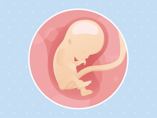 pregnancy-belly-fetal-development-week-12 pregnancy-belly-fetal-development-week-12