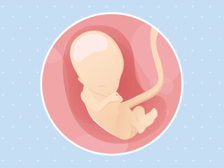 pregnancy-belly-fetal-development-week-13 pregnancy-belly-fetal-development-week-13