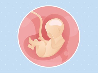 pregnancy-belly-fetal-development-week-22