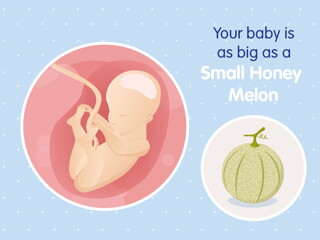 pregnancy-belly-fetal-development-week-25 pregnancy-belly-fetal-development-week-25