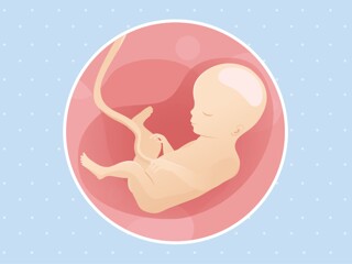 pregnancy-belly-fetal-development-week-27