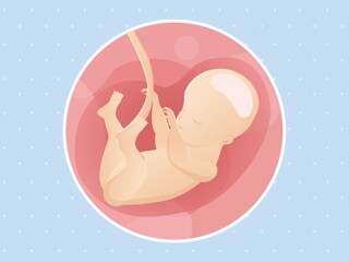 pregnancy-belly-fetal-development-week-28