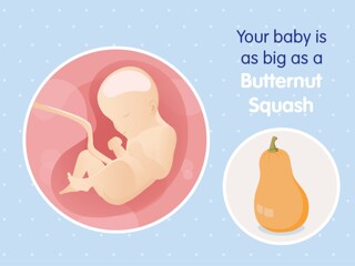 pregnancy-belly-fetal-development-week-29