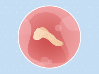 pregnancy-belly-fetal-development-week-3 pregnancy-belly-fetal-development-week-3