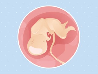 pregnancy-belly-fetal-development-week-34