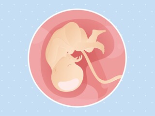 pregnancy-belly-fetal-development-week-35