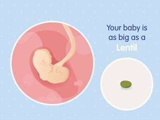 pregnancy-belly-fetal-development-week-4 pregnancy-belly-fetal-development-week-4
