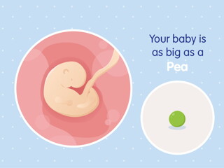 pregnancy-belly-fetal-development-week-5 pregnancy-belly-fetal-development-week-5