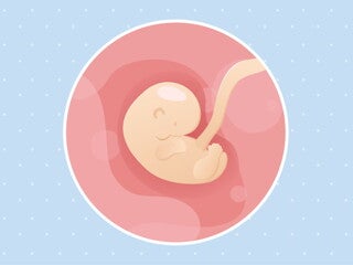 pregnancy-belly-fetal-development-week-6 pregnancy-belly-fetal-development-week-6