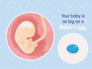 pregnancy-belly-fetal-development-week-8 pregnancy-belly-fetal-development-week-8