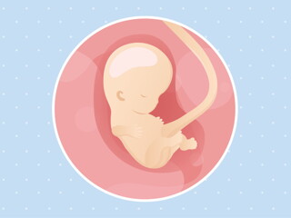 pregnancy-belly-fetal-development-week-9 pregnancy-belly-fetal-development-week-9