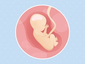 pregnancy-belly-fetal-development-week-17 pregnancy-belly-fetal-development-week-17