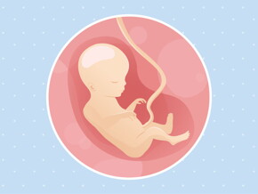 pregnancy-belly-fetal-development-week-18 pregnancy-belly-fetal-development-week-18