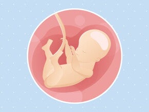 pregnancy-belly-fetal-development-week-28 pregnancy-belly-fetal-development-week-28