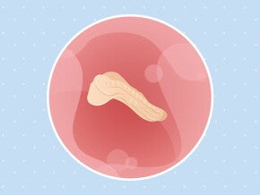 pregnancy-belly-fetal-development-week-3 pregnancy-belly-fetal-development-week-3