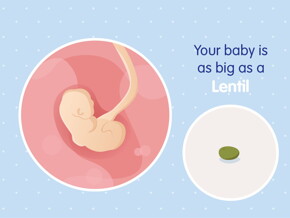 pregnancy-belly-fetal-development-week-4 pregnancy-belly-fetal-development-week-4