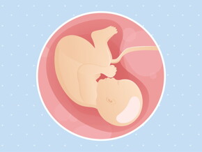 pregnancy-belly-fetal-development-week-40 pregnancy-belly-fetal-development-week-40