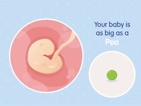 pregnancy-belly-fetal-development-week-5 pregnancy-belly-fetal-development-week-5