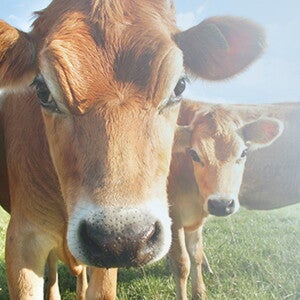 What you need to know about milk protein allergy in babies What you need to know about milk protein allergy in babies