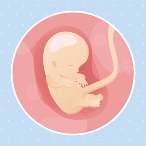 pregnancy-belly-fetal-development-week-10 pregnancy-belly-fetal-development-week-10