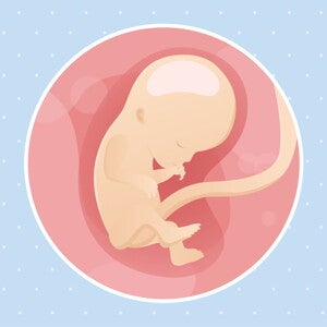 pregnancy-belly-fetal-development-week-12 pregnancy-belly-fetal-development-week-12