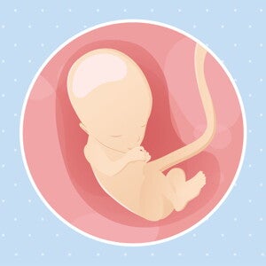 pregnancy-belly-fetal-development-week-13 pregnancy-belly-fetal-development-week-13