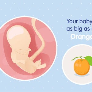 pregnancy-belly-fetal-development-week-14 pregnancy-belly-fetal-development-week-14