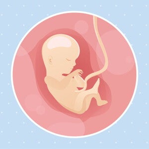 pregnancy-belly-fetal-development-week-15 pregnancy-belly-fetal-development-week-15