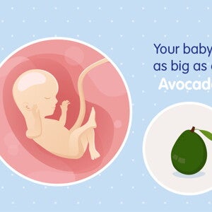pregnancy-belly-fetal-development-week-16 pregnancy-belly-fetal-development-week-16