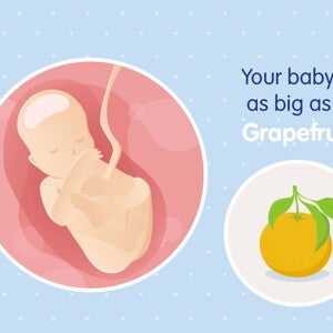 pregnancy-belly-fetal-development-week-19 pregnancy-belly-fetal-development-week-19