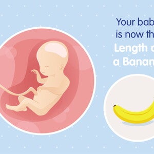 pregnancy-belly-fetal-development-week-20 pregnancy-belly-fetal-development-week-20
