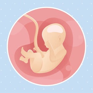pregnancy-belly-fetal-development-week-22 pregnancy-belly-fetal-development-week-22