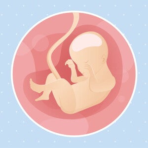 pregnancy-belly-fetal-development-week-24 pregnancy-belly-fetal-development-week-24