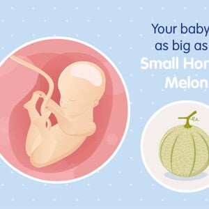 pregnancy-belly-fetal-development-week-25 pregnancy-belly-fetal-development-week-25