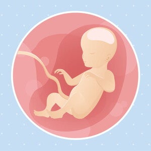 pregnancy-belly-fetal-development-week-26 pregnancy-belly-fetal-development-week-26