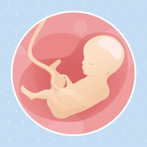 pregnancy-belly-fetal-development-week-27 pregnancy-belly-fetal-development-week-27