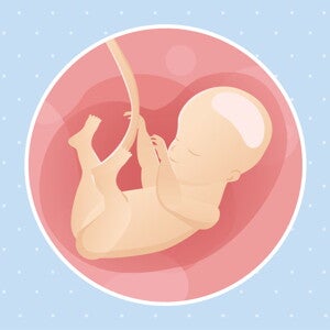 pregnancy-belly-fetal-development-week-28 pregnancy-belly-fetal-development-week-28