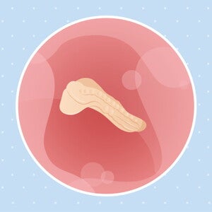 pregnancy-belly-fetal-development-week-3 pregnancy-belly-fetal-development-week-3