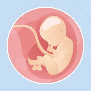 pregnancy-belly-fetal-development-week-30 pregnancy-belly-fetal-development-week-30